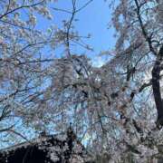 ヒメ日記 2025/04/03 19:01 投稿 ゆうき ギン妻パラダイス 和歌山店