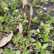 天音クレア お礼申し上げます。先月撮ったつくしです。 TSUBAKI（水戸）