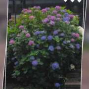 ヒメ日記 2025/06/15 09:06 投稿 小牧あか里 五十路マダムエクスプレス船橋店(カサブランカグループ)