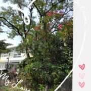 ヒメ日記 2025/08/17 08:18 投稿 小牧あか里 五十路マダムエクスプレス船橋店(カサブランカグループ)