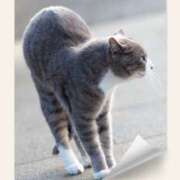 ヒメ日記 2025/12/07 01:54 投稿 小牧あか里 五十路マダムエクスプレス船橋店(カサブランカグループ)