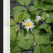 ヒメ日記 2026/04/28 10:18 投稿 小牧あか里 五十路マダムエクスプレス船橋店(カサブランカグループ)