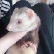 ヒメ日記 2026/02/23 12:00 投稿 ひなの 世界のあんぷり亭 立川店