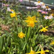 ヒメ日記 2025/03/07 22:11 投稿 かのん クラブ貴公子