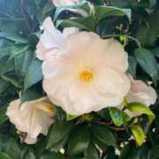 ヒメ日記 2025/03/10 01:54 投稿 かのん クラブ貴公子