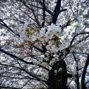 ヒメ日記 2025/04/06 12:46 投稿 かのん クラブ貴公子