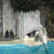 ヒメ日記 2025/04/22 12:24 投稿 りん アネックスジャパン