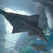 ヒメ日記 2025/06/29 12:29 投稿 りん アネックスジャパン