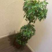 すい ご案内︎✿ 元祖ぽちゃカワ倶楽部