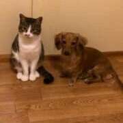 あやか おはよぉ！ 兵庫姫路・加古川ちゃんこ