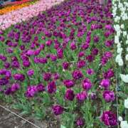 ヒメ日記 2025/04/09 20:45 投稿 椎名りか お色気物語（横浜ハレ系）