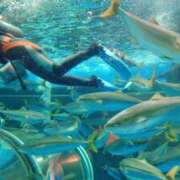 ヒメ日記 2025/08/01 11:05 投稿 あやか 新橋Sweets（スウィーツ）