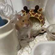 ヒメ日記 2024/12/10 09:23 投稿 ちあみ 奥様さくら難波店