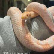 ヒメ日記 2025/01/16 20:51 投稿 ちあみ 奥様さくら難波店