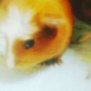 ヒメ日記 2025/02/13 21:31 投稿 ちあみ 奥様さくら難波店