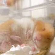 ヒメ日記 2025/02/16 21:21 投稿 ちあみ 奥様さくら難波店