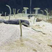 ヒメ日記 2025/02/23 21:41 投稿 ちあみ 奥様さくら難波店