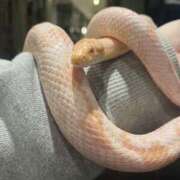 ヒメ日記 2025/03/20 18:21 投稿 ちあみ 奥様さくら難波店