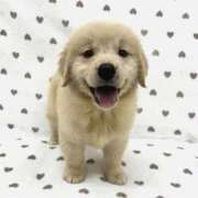 ヒメ日記 2025/03/23 20:51 投稿 ちあみ 奥様さくら難波店