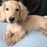 ヒメ日記 2025/11/23 19:01 投稿 ちあみ 奥様さくら難波店