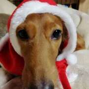 ヒメ日記 2025/12/24 09:51 投稿 ちあみ 奥様さくら難波店