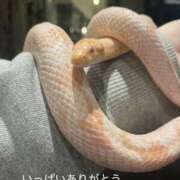 ヒメ日記 2026/01/06 20:26 投稿 ちあみ 奥様さくら難波店