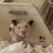 ヒメ日記 2026/01/07 09:31 投稿 ちあみ 奥様さくら難波店