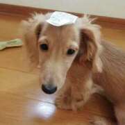 ヒメ日記 2026/01/09 19:41 投稿 ちあみ 奥様さくら難波店