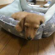 ヒメ日記 2026/01/12 20:41 投稿 ちあみ 奥様さくら難波店