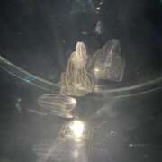 ヒメ日記 2026/01/23 20:58 投稿 ちあみ 奥様さくら難波店