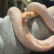 ヒメ日記 2026/02/12 19:47 投稿 ちあみ 奥様さくら難波店