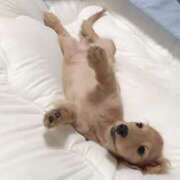 ヒメ日記 2026/02/15 20:05 投稿 ちあみ 奥様さくら難波店