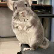 ヒメ日記 2026/02/16 13:44 投稿 ちあみ 奥様さくら難波店