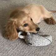 ヒメ日記 2026/02/26 20:31 投稿 ちあみ 奥様さくら難波店