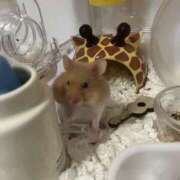 ヒメ日記 2026/03/06 19:02 投稿 ちあみ 奥様さくら難波店