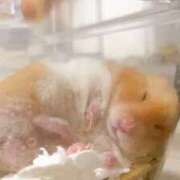 ヒメ日記 2026/03/11 20:31 投稿 ちあみ 奥様さくら難波店