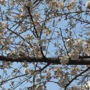 ヒメ日記 2025/03/30 08:02 投稿 早川りょう セレブショップ新宿（東京ハレ系）