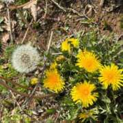 ヒメ日記 2026/03/29 07:31 投稿 早川りょう セレブショップ新宿（東京ハレ系）