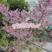 ヒメ日記 2026/03/15 16:47 投稿 宵月　こはく プルプル京都性感エステ　はんなり