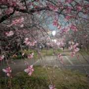 ヒメ日記 2025/04/03 09:00 投稿 アリス AMOUR（アムール）