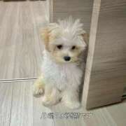 ヒメ日記 2025/10/06 09:15 投稿 アリス AMOUR（アムール）