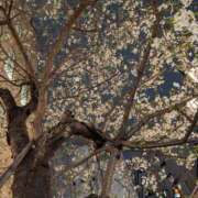 ヒメ日記 2026/04/11 20:05 投稿 アリス AMOUR（アムール）