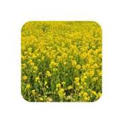 ヒメ日記 2025/03/29 00:22 投稿 つくし 萌えカワ