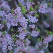 ヒメ日記 2025/03/27 09:03 投稿 あきら sweet kiss