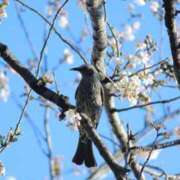 ヒメ日記 2025/04/04 17:29 投稿 あきら sweet kiss