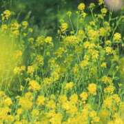 ヒメ日記 2025/04/05 07:29 投稿 あきら sweet kiss