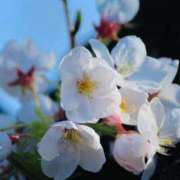 ヒメ日記 2025/04/13 17:09 投稿 あきら sweet kiss