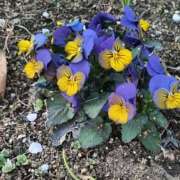 花江(はなえ) 本日おやすみ頂きます 八王子人妻城