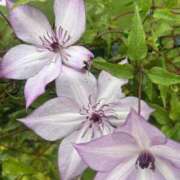 ヒメ日記 2024/12/10 18:05 投稿 のい 栃木宇都宮ちゃんこ