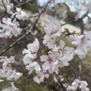 ヒメ日記 2025/04/10 01:25 投稿 のい 栃木宇都宮ちゃんこ